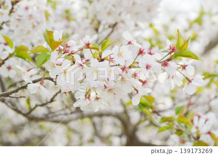 桜の里の桜 桜の里の桜 139173269
