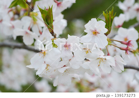 桜の里の桜 桜の里の桜 139173273