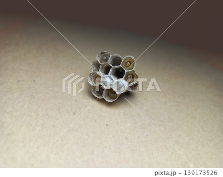 Early-Stage Wasp Nest with Larvae Early-Stage Wasp Nest with Larvae 139173526