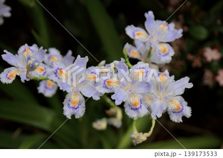 美しいシャガの花 アヤメ 美しいシャガの花 アヤメ 139173533