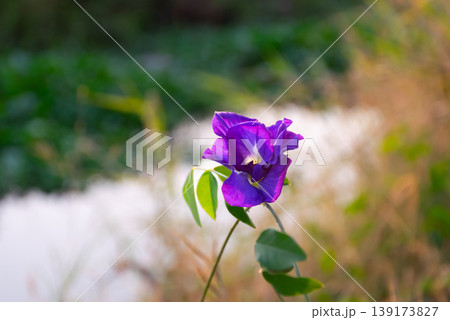 Close up of purple butterfly pea flower with soft blurred background showing vibrant color delicate petals and natural outdoor beauty in garden environment 139173827
