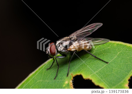 Macro close up housefly on green leaf showing detailed body eyes and wings natural insect wildlife dark background sharp focus biology nature study Macro close up housefly on green leaf showing detailed body eyes and wings natural insect wildlife dark background sharp focus biology nature study 139173836