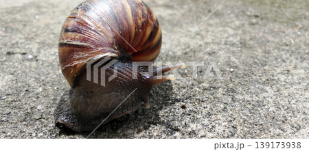 A snail with a naturally patterned brown shell crawls across the concrete surface. 139173938