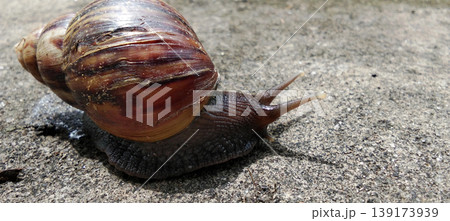 A snail with a naturally patterned brown shell crawls across the concrete surface. A snail with a naturally patterned brown shell crawls across the concrete surface. 139173939