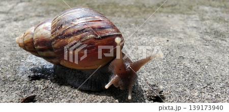 A snail with a naturally patterned brown shell crawls across the concrete surface. A snail with a naturally patterned brown shell crawls across the concrete surface. 139173940