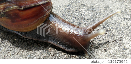 A snail with a naturally patterned brown shell crawls across the concrete surface. A snail with a naturally patterned brown shell crawls across the concrete surface. 139173942