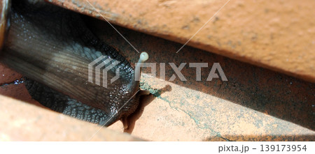 A snail that crawls through cracks in bricks. A snail that crawls through cracks in bricks. 139173954