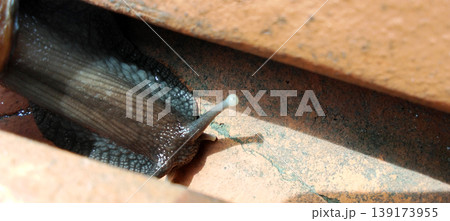 A snail that crawls through cracks in bricks. A snail that crawls through cracks in bricks. 139173955