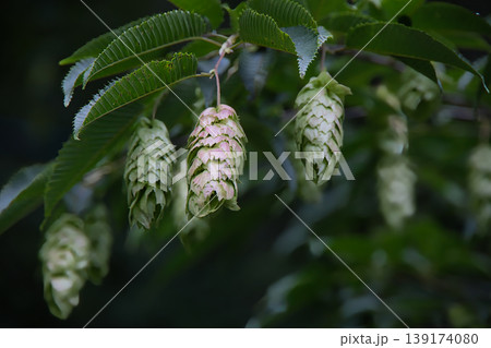 雰囲気のあるクマシデの花 雰囲気のあるクマシデの花 139174080