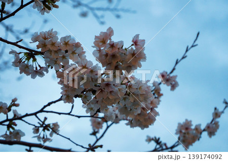 青空に映える桜 青空に映える桜 139174092