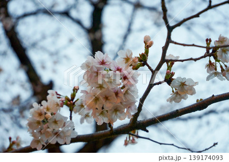 桜咲く 桜咲く 139174093