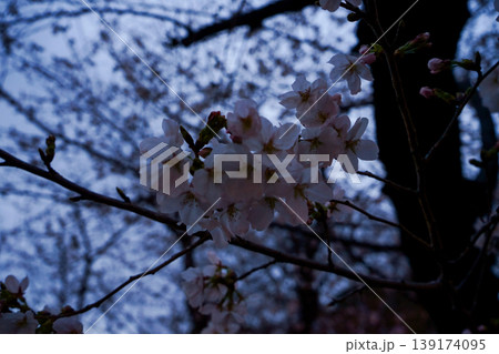 桜の花 桜の花 139174095