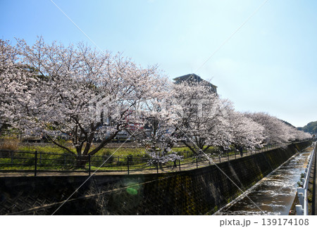 桜、サクラ、さくら 桜、サクラ、さくら 139174108