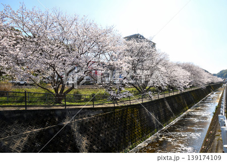 桜、サクラ、さくら 139174109