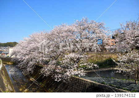 桜、サクラ、さくら 139174112