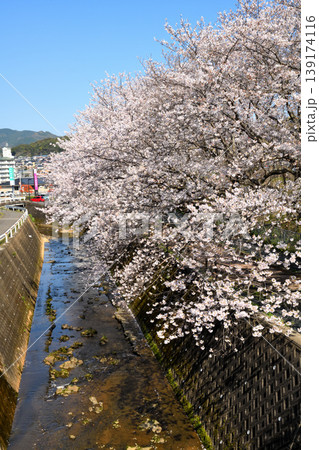 桜、サクラ、さくら 139174116