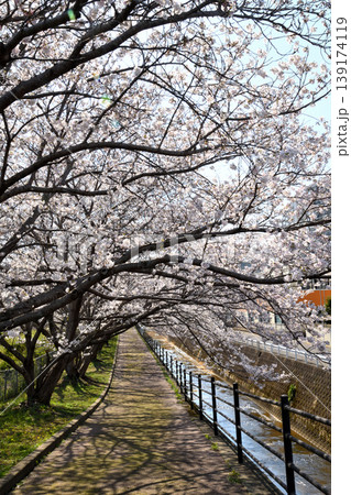 桜、サクラ、さくら 139174119