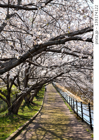 桜、サクラ、さくら 139174122