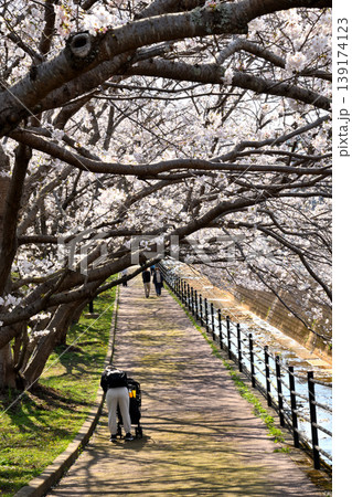 桜、サクラ、さくら 139174123