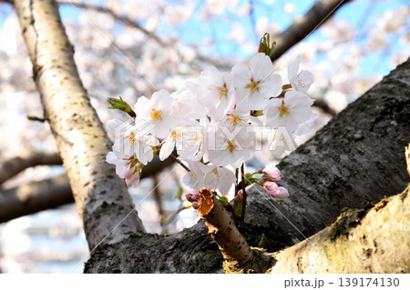 桜、サクラ、さくら 139174130