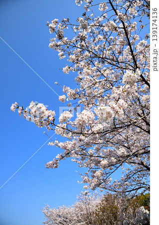 桜、サクラ、さくら 139174136