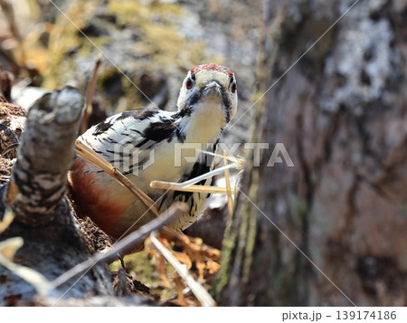 地面の倒木で餌を探すアカゲラ 地面の倒木で餌を探すアカゲラ 139174186