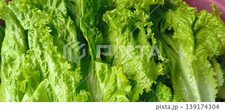 Close up of the texture of fresh green lettuce leaves. Close up of the texture of fresh green lettuce leaves. 139174304