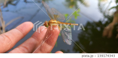 Close-up photo of a yellow-orange dragonfly perched on a human fingertip. 139174343
