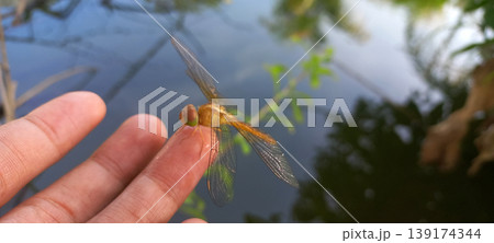 Close-up photo of a yellow-orange dragonfly perched on a human fingertip. Close-up photo of a yellow-orange dragonfly perched on a human fingertip. 139174344
