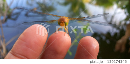 Close-up photo of a yellow-orange dragonfly perched on a human fingertip. 139174346