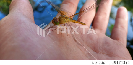 Close-up photo of a yellow-orange dragonfly perched on a human fingertip. Close-up photo of a yellow-orange dragonfly perched on a human fingertip. 139174350