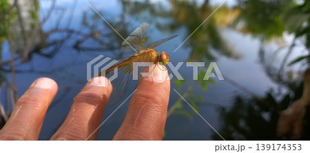 Dragonfly perches on human finger Dragonfly perches on human finger 139174353