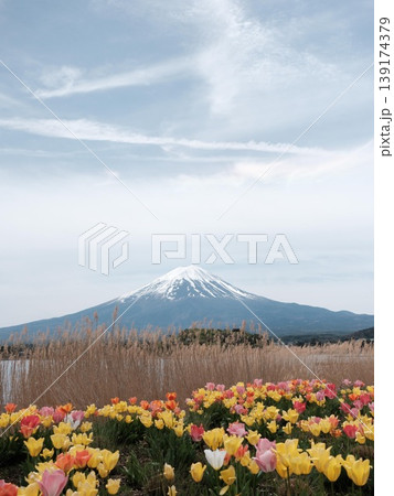 Scenic view of Mount Fuji with snow-capped peak, colorful tulip field, golden reeds, and calm water under partly cloudy sky taken in Lake Kawaguchi, Fujikawaguchiko, Yamanashi Prefecture, Japan 139174379