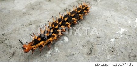 Black and Orange Spiny Caterpillar, Close-Up Macro View Black and Orange Spiny Caterpillar, Close-Up Macro View 139174436