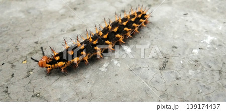 Black and Orange Spiny Caterpillar, Close-Up Macro View 139174437
