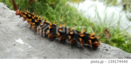 Black and Orange Spiny Caterpillar, Close-Up Macro View 139174440