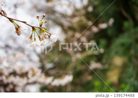 春の日差しを浴びる桜 春の日差しを浴びる桜 139174488