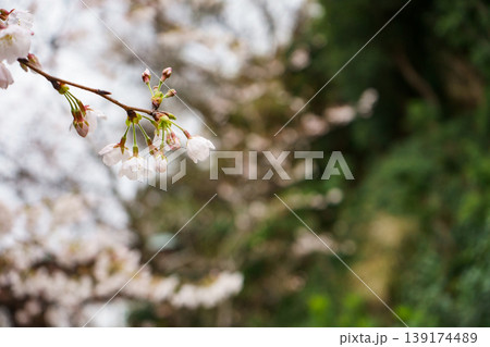 桜の花とつぼみ 桜の花とつぼみ 139174489