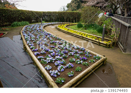 春の暖かな日差しの下、カラフルに咲く、花 春の暖かな日差しの下、カラフルに咲く、花 139174493