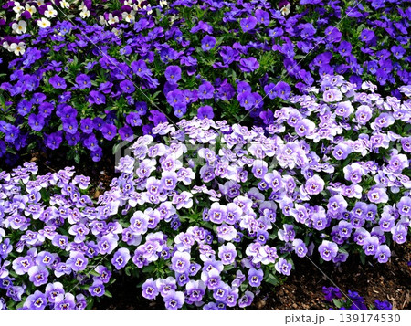 Dense flower bed of purple pansies in full bloom, with delicate petals and green leaves creating vibrant garden scene with copy space Dense flower bed of purple pansies in full bloom, with delicate petals and green leaves creating vibrant garden scene with copy space 139174530