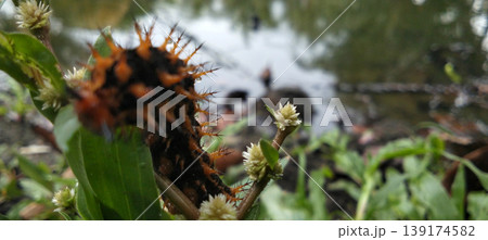 Orange and Black Spiny Caterpillar Seen Close Up on Green Plants Near Pond, Nature Macro Detail 139174582