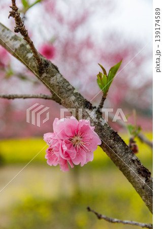 古河公方公園に咲く花桃（茨城県古河市） 139174589