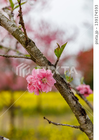 古河公方公園に咲く花桃(茨城県古河市) 古河公方公園に咲く花桃(茨城県古河市) 139174593