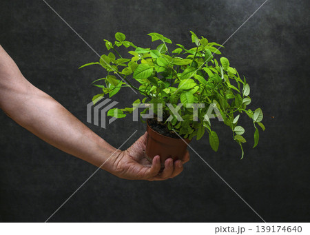 A man's hand holding a potted plant on a dark background A man's hand holding a potted plant on a dark background 139174640