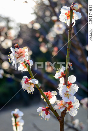春の訪れを告げる、暖かな日差しを浴びて輝く白い梅の花 139174653