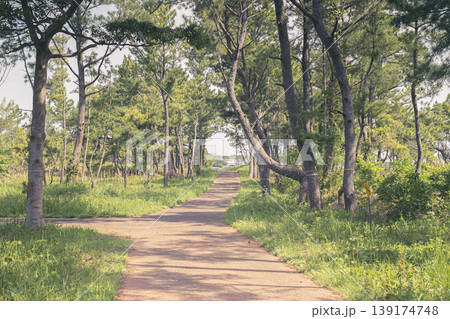 松林に続く小道と木漏れ日の風景 松林に続く小道と木漏れ日の風景 139174748
