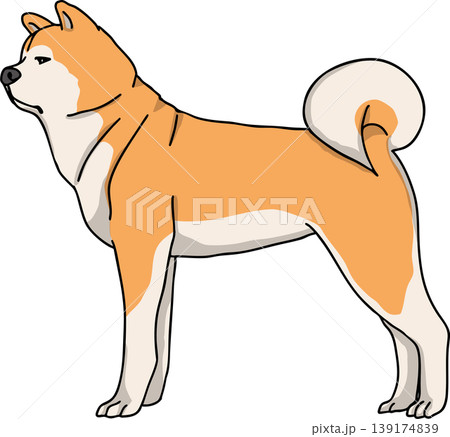 秋田犬 カラー 背景透過 犬のイラスト 秋田犬 カラー 背景透過 犬のイラスト 139174839