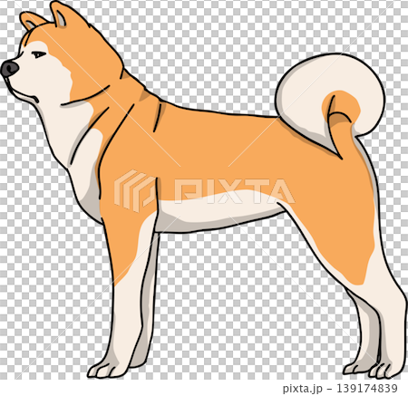 Akita Inu (dog) illustration, in color, transparent background. Akita Inu (dog) illustration, in color, transparent background. 139174839