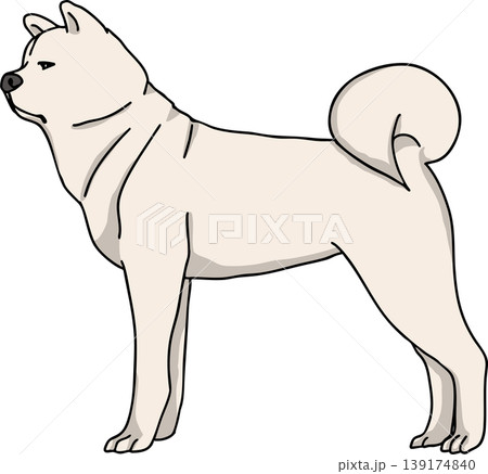 秋田犬　カラー　背景透過　犬のイラスト 139174840