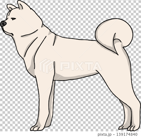 秋田犬　カラー　背景透過　犬のイラスト 139174840